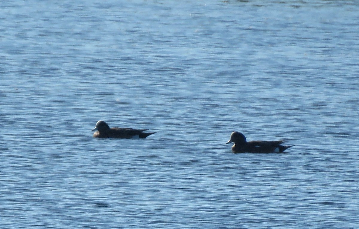 American Wigeon - ML649858444