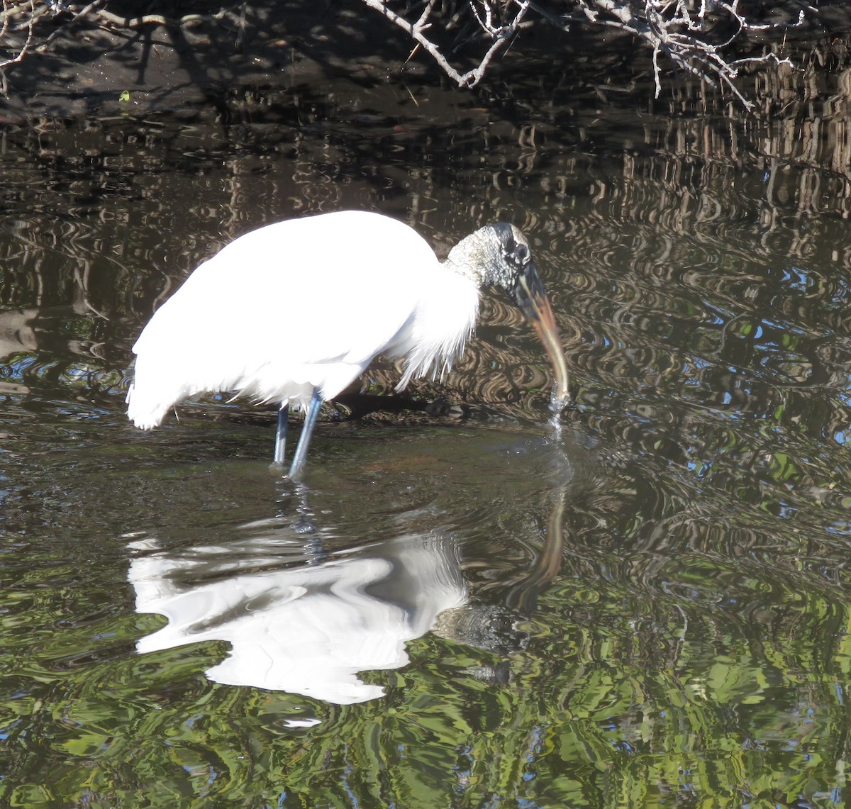 Wood Stork - ML649858585