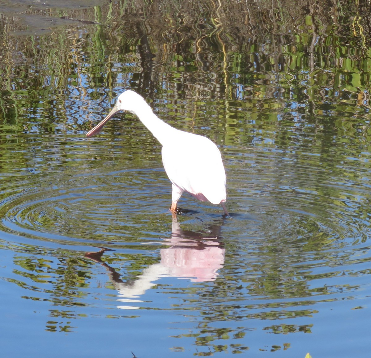 Roseate Spoonbill - ML649858602