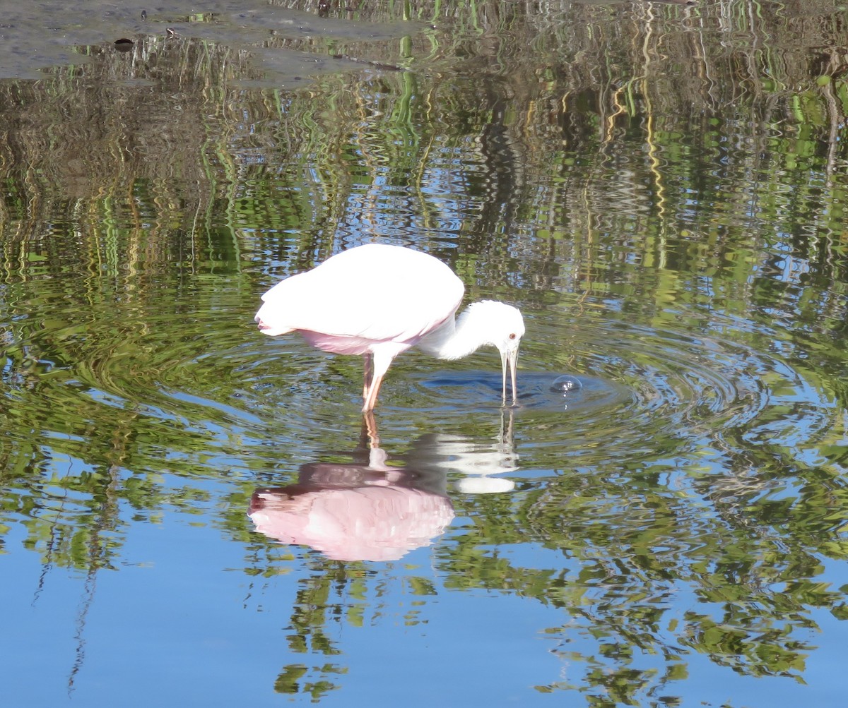 Roseate Spoonbill - ML649858615