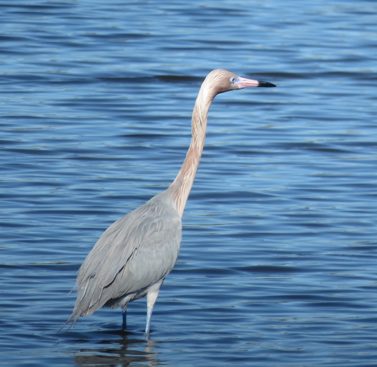 Reddish Egret - ML649858712