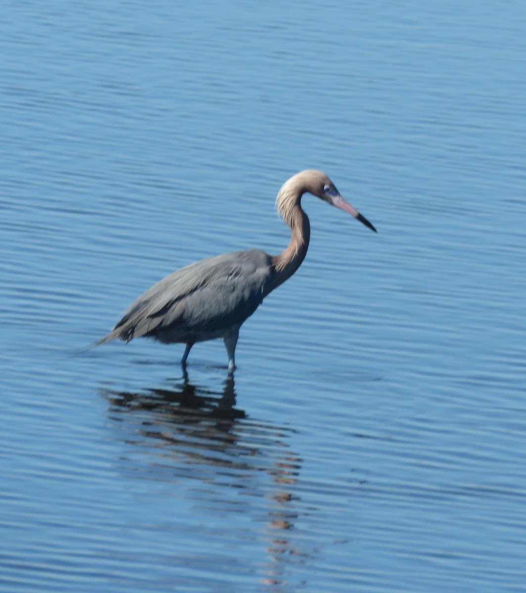 Reddish Egret - ML649858722