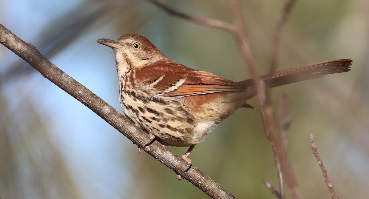 Brown Thrasher - ML649858904