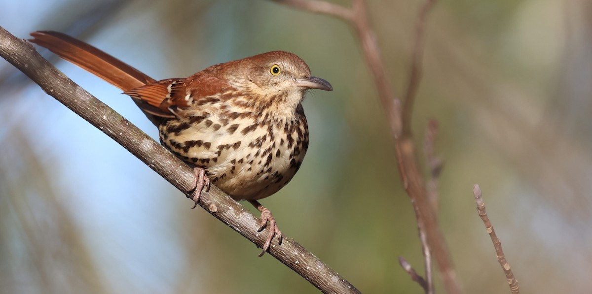 Brown Thrasher - ML649858911