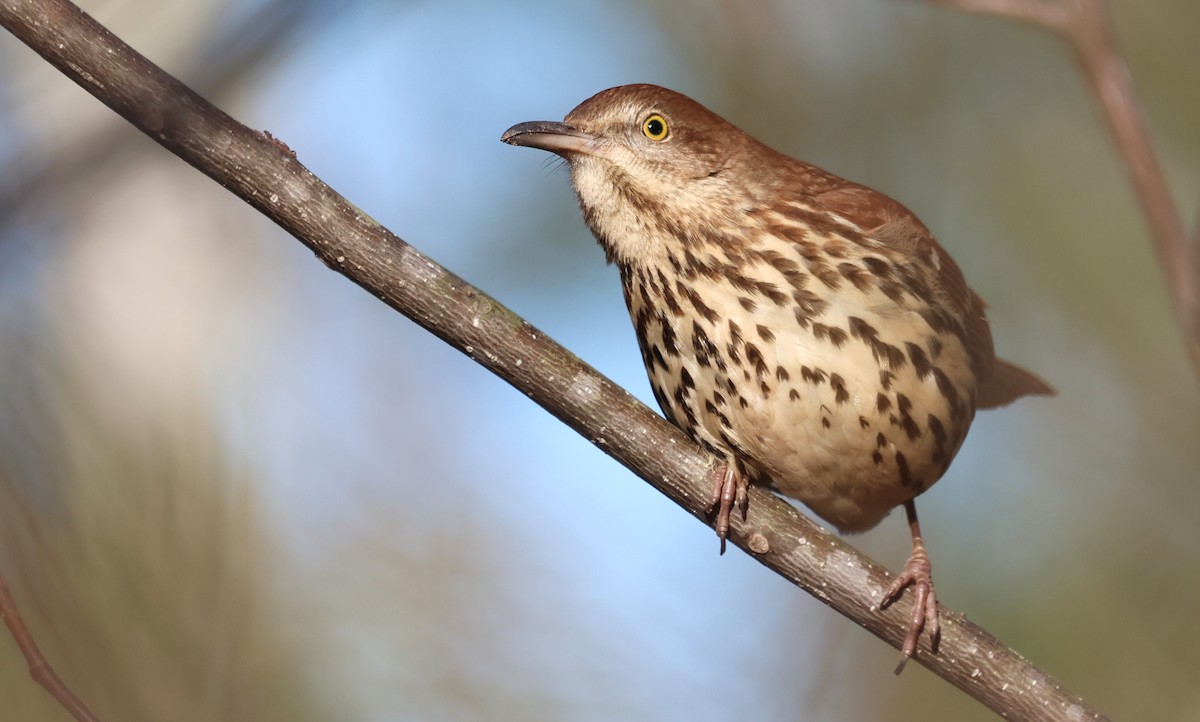 Brown Thrasher - ML649858913
