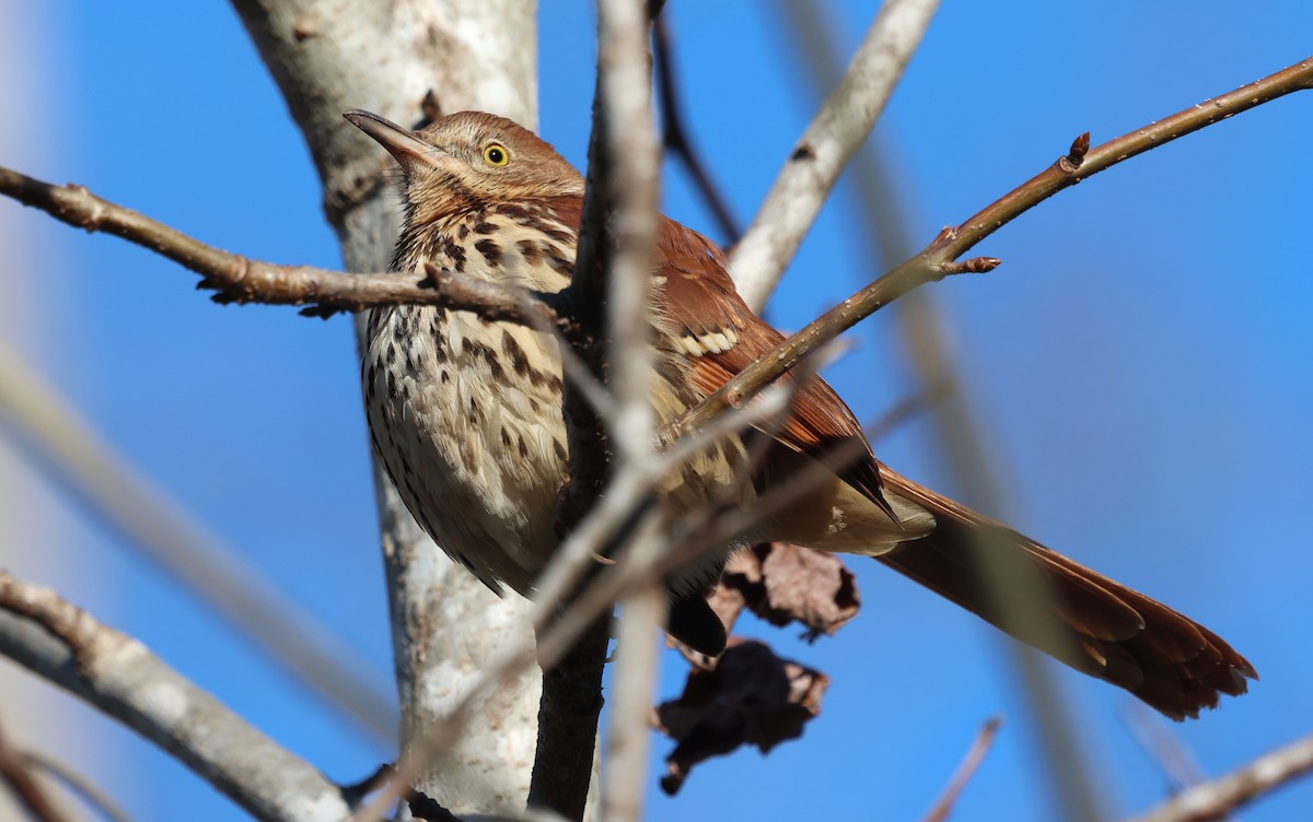 Brown Thrasher - ML649858920