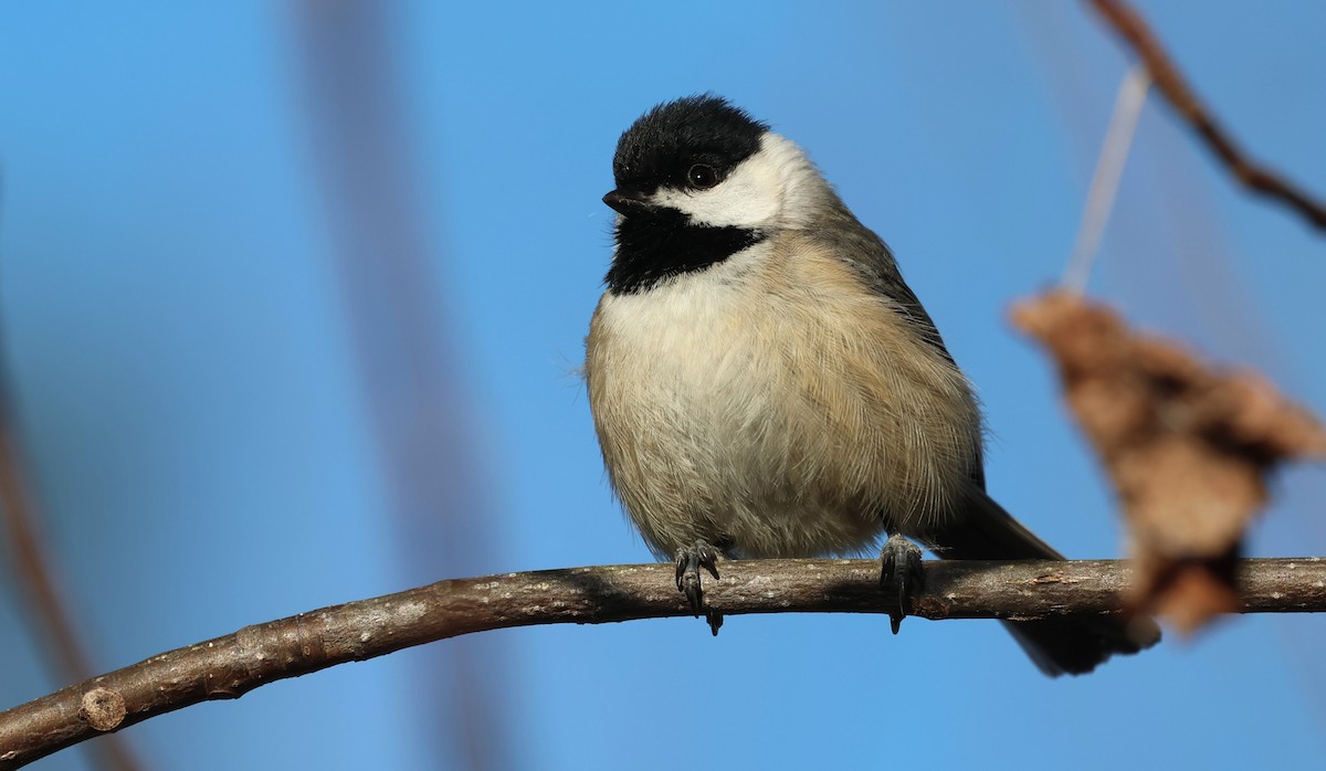 Carolina Chickadee - ML649858925