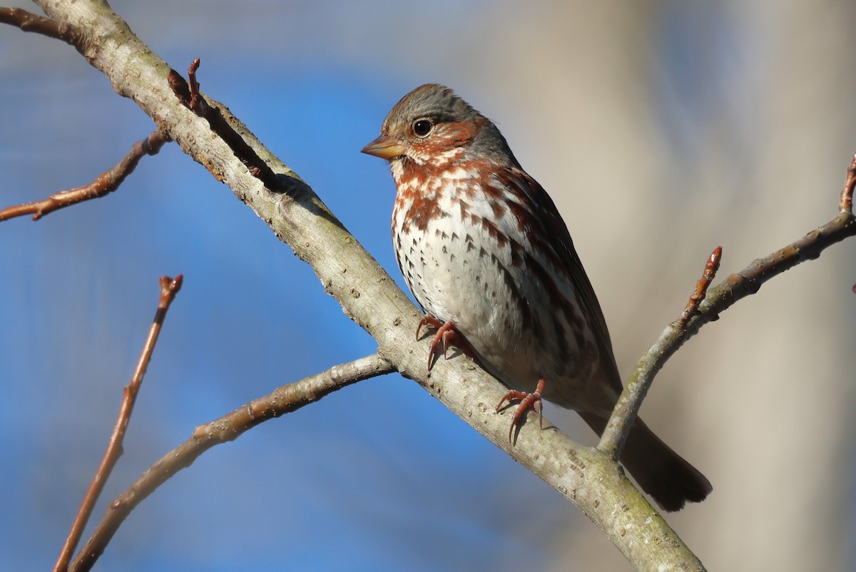 Fox Sparrow - ML649858927