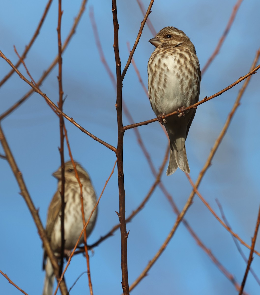 Purple Finch - ML649858935