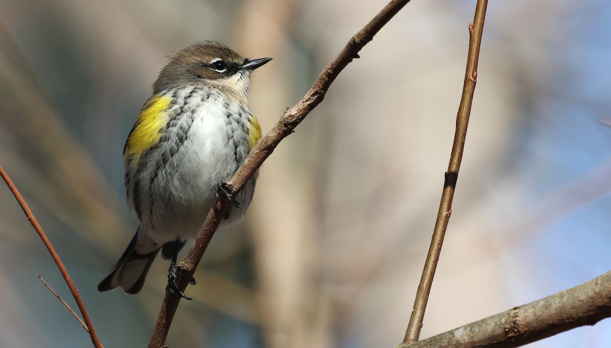 Yellow-rumped Warbler - ML649858943