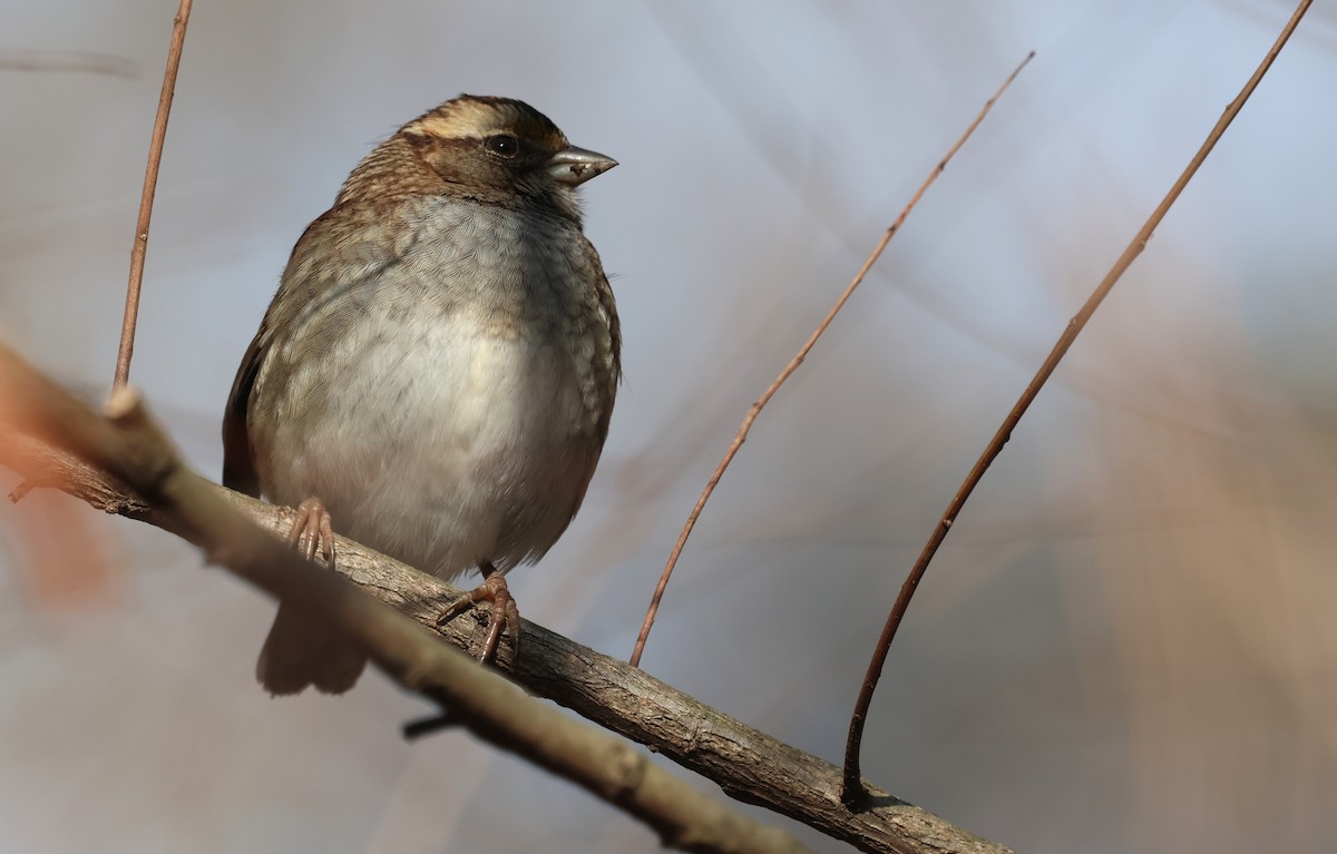 White-throated Sparrow - ML649858952