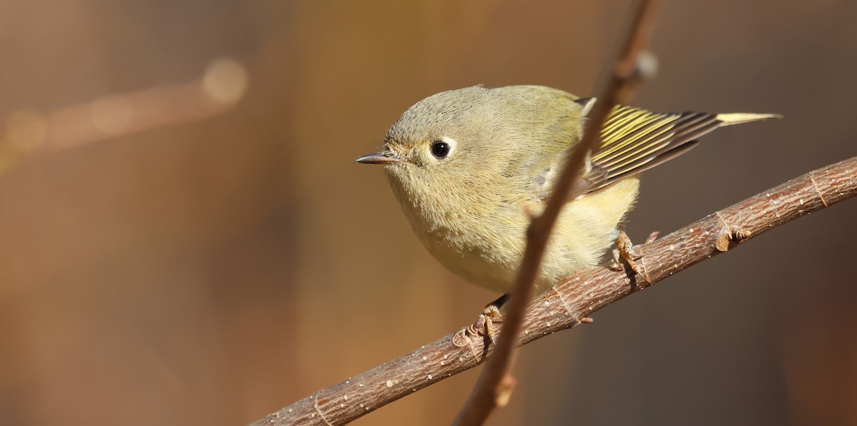 Ruby-crowned Kinglet - ML649858963