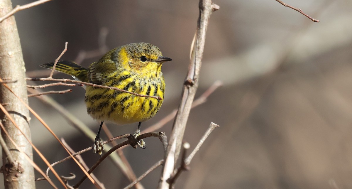 Cape May Warbler - ML649858973