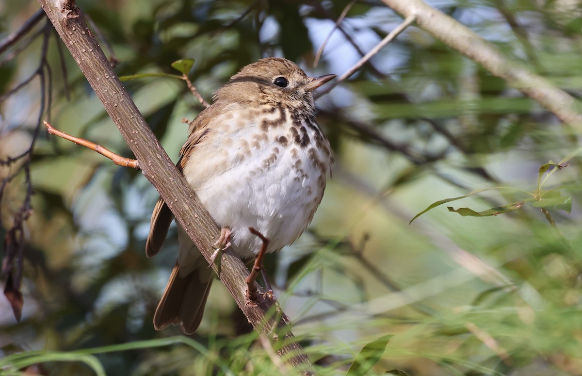 Hermit Thrush - ML649858997