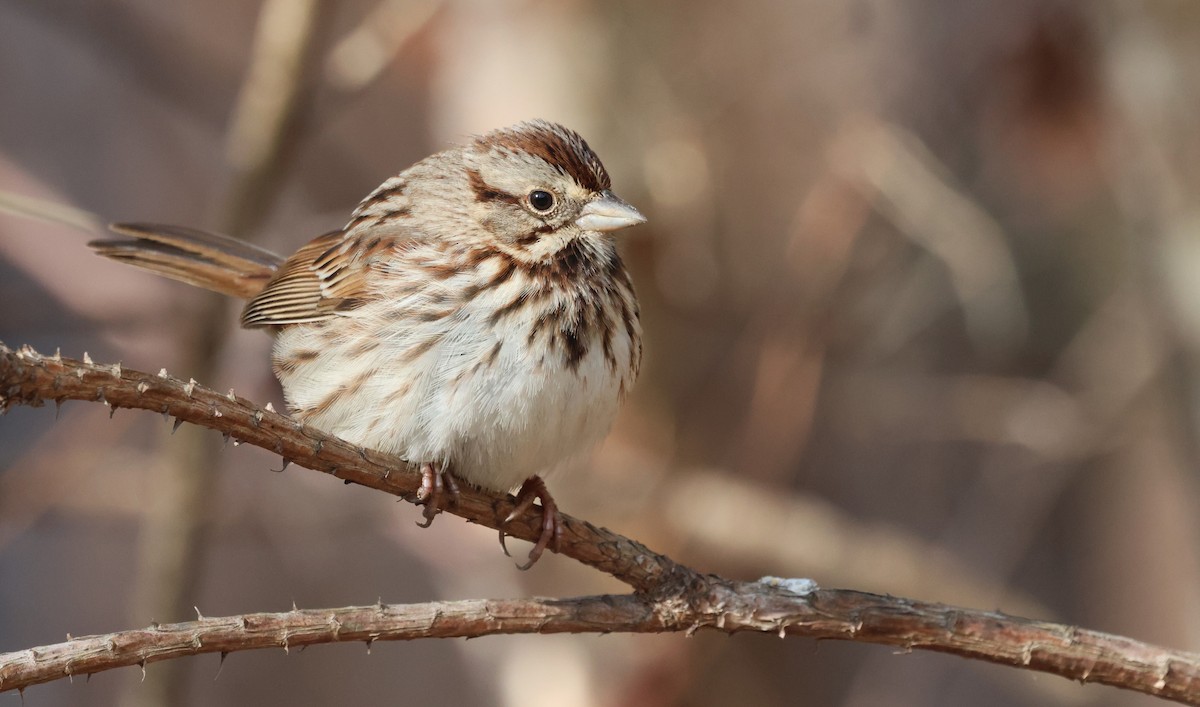 Song Sparrow - ML649859001