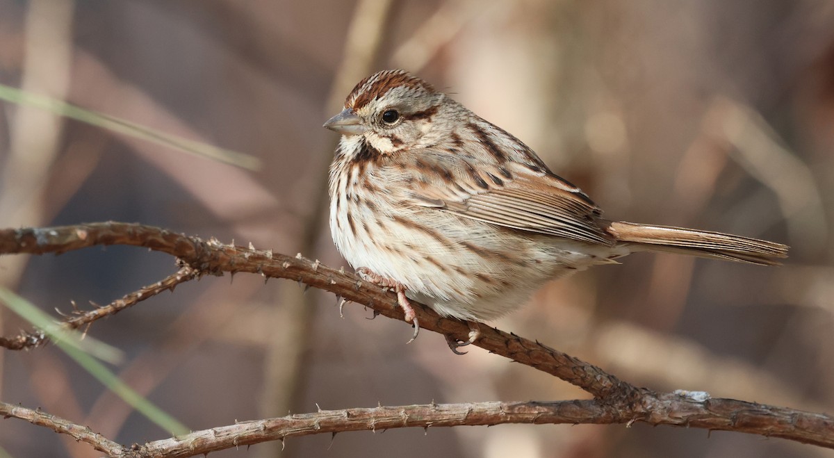 Song Sparrow - ML649859006