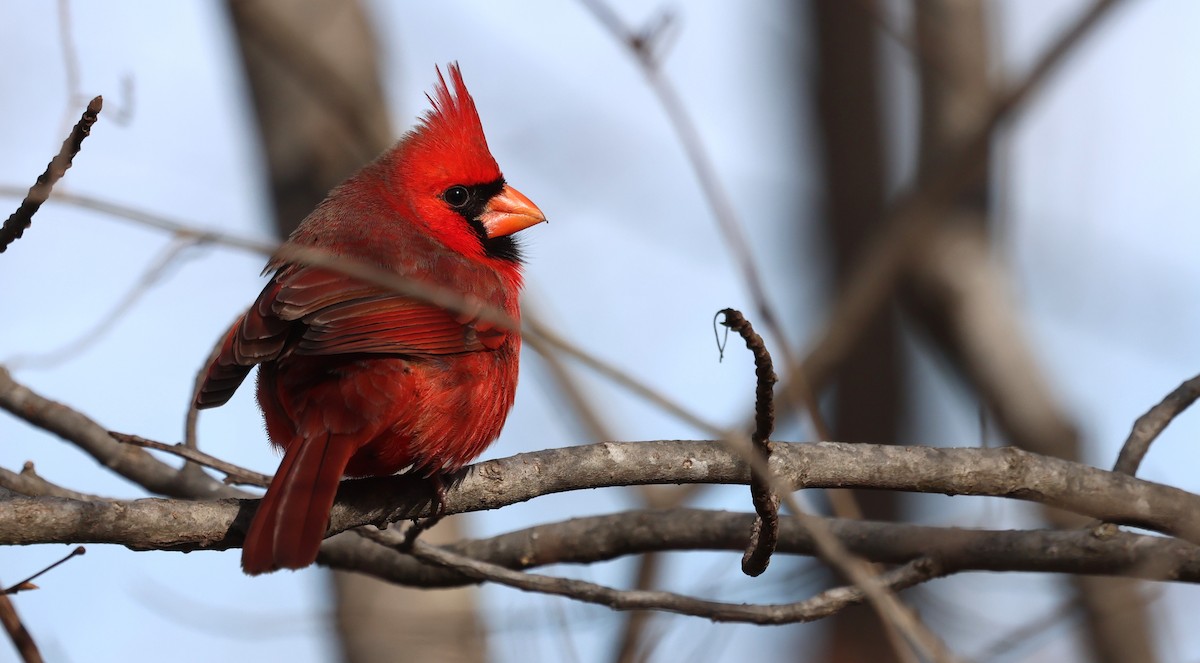 Northern Cardinal - ML649859018