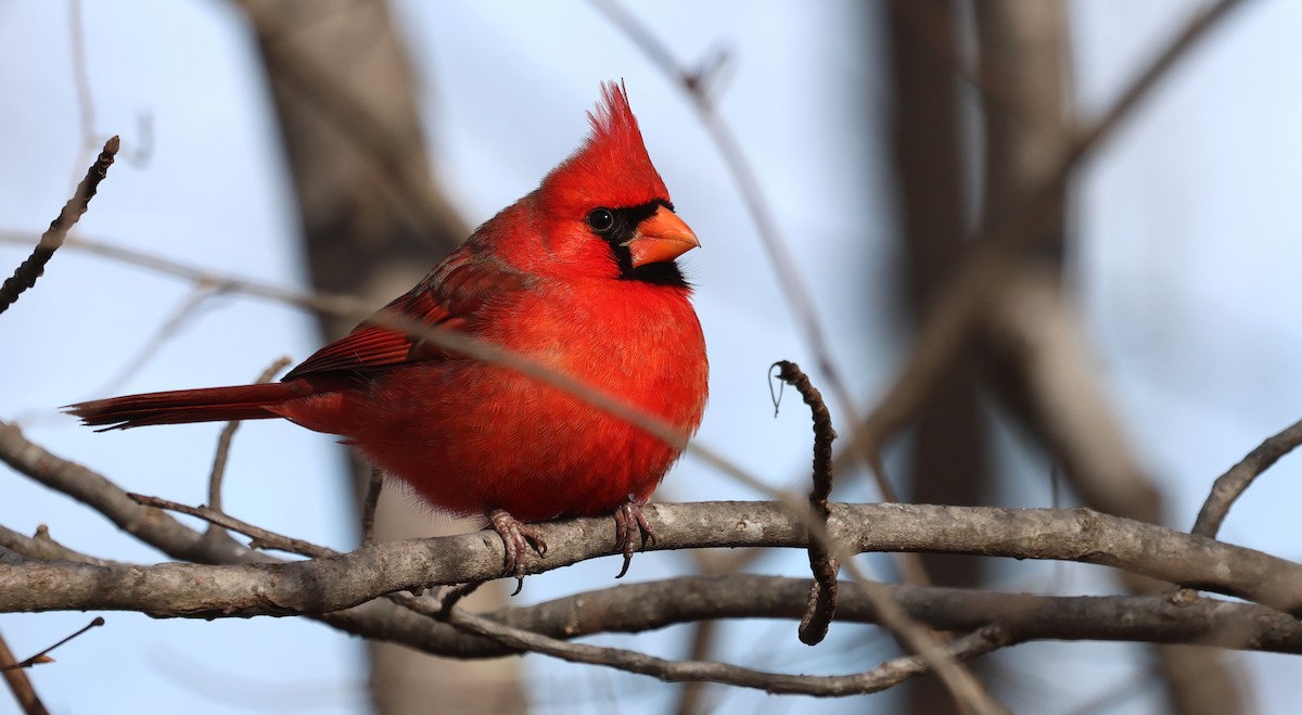 Northern Cardinal - ML649859019