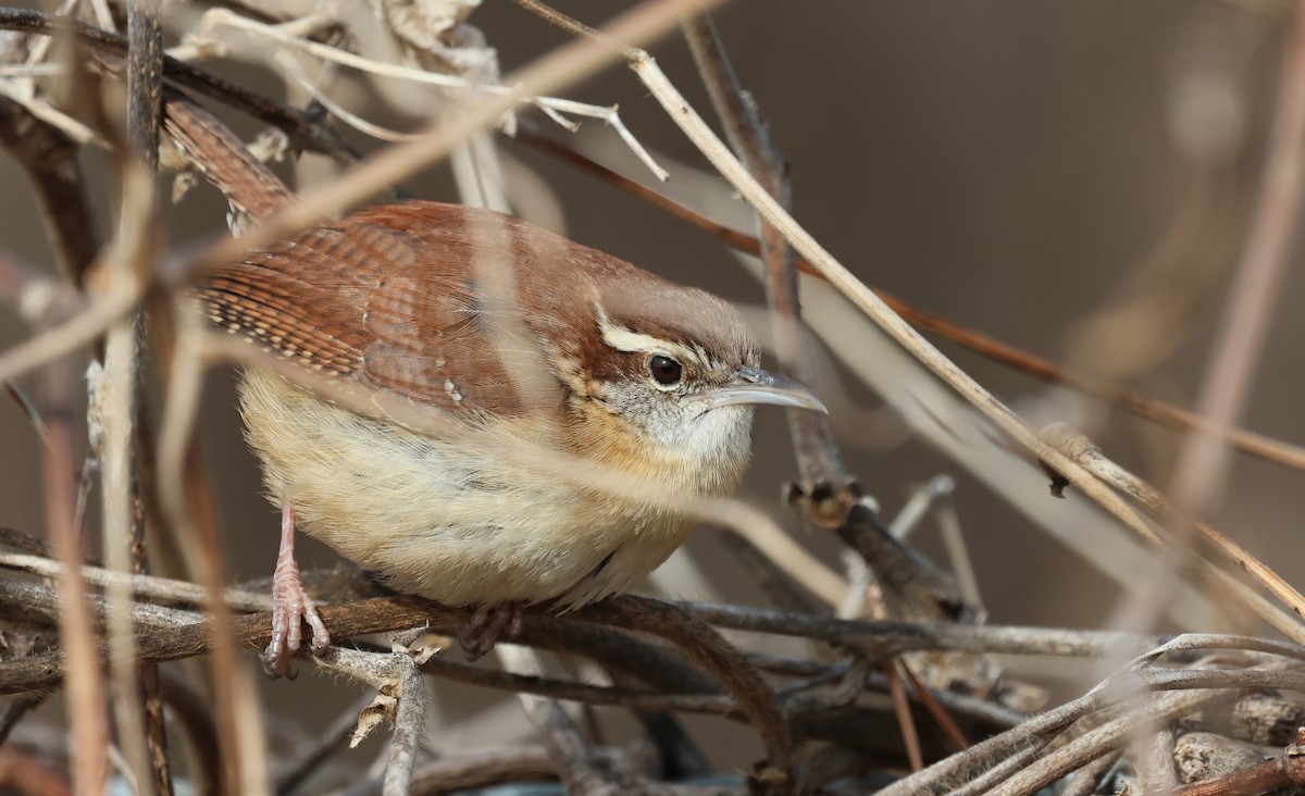 Carolina Wren - ML649859033