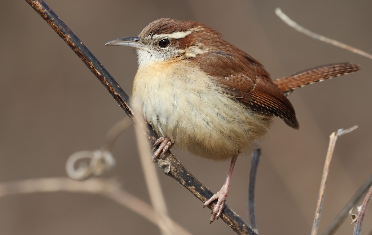 Carolina Wren - ML649859040