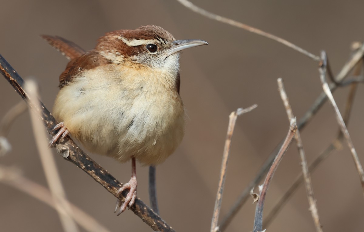 Carolina Wren - ML649859042