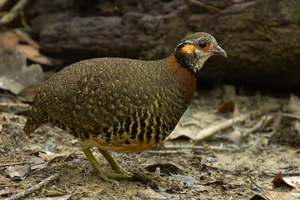 Charltonbuschwachtel - ML649859119