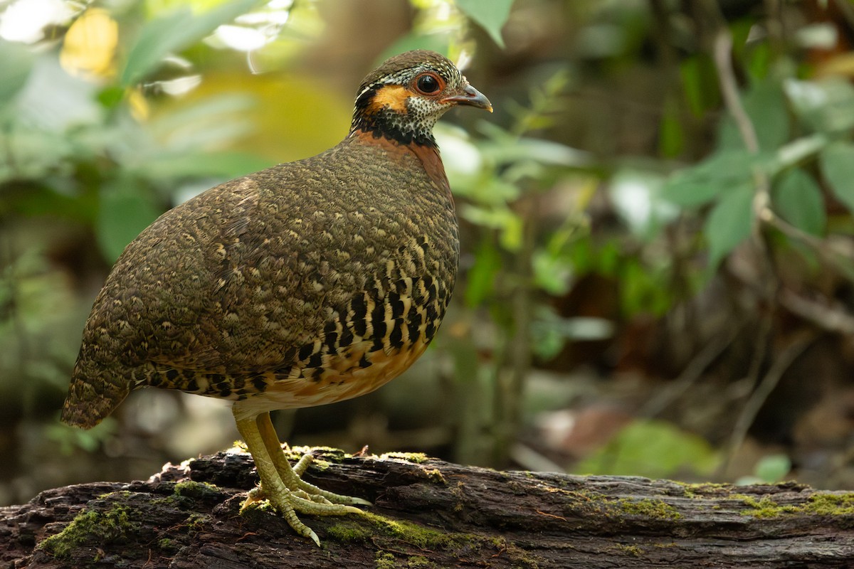 Charltonbuschwachtel - ML649859120