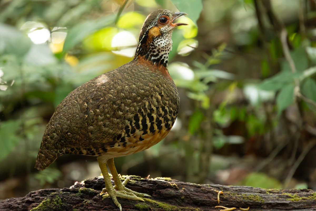 Charltonbuschwachtel - ML649859121