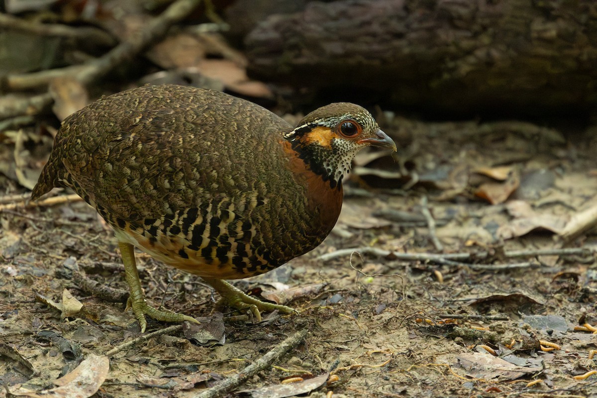 Charltonbuschwachtel - ML649859122