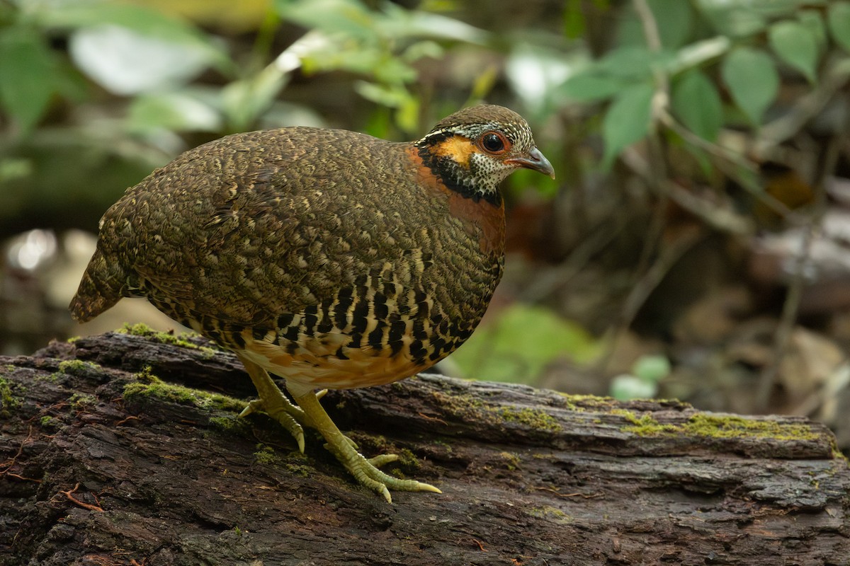 Charltonbuschwachtel - ML649859123