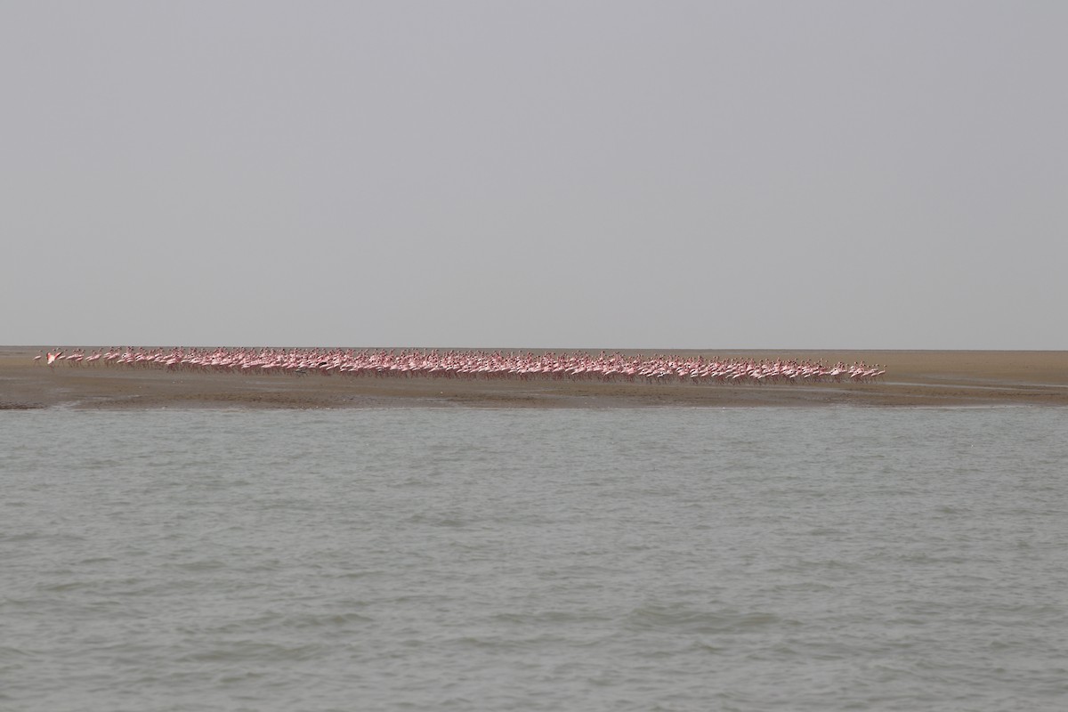 plameňák malý - ML649859644