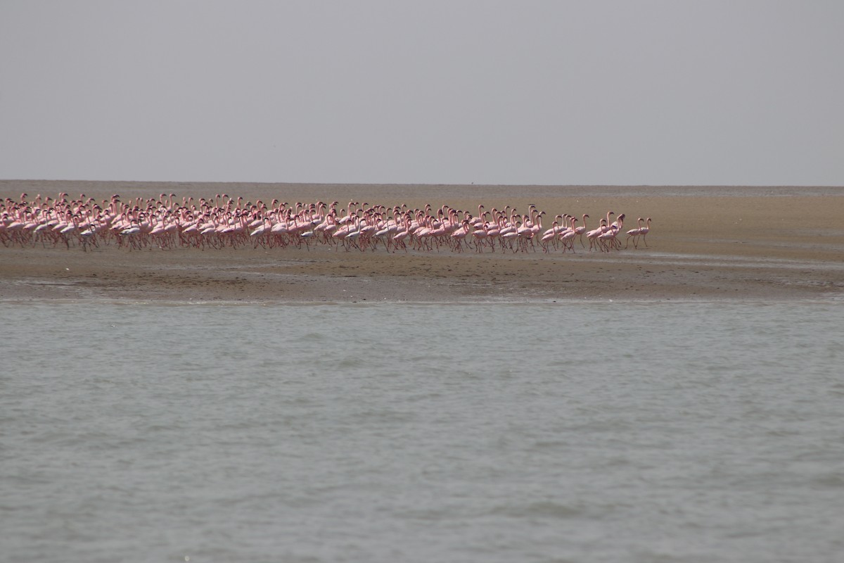 plameňák malý - ML649859646