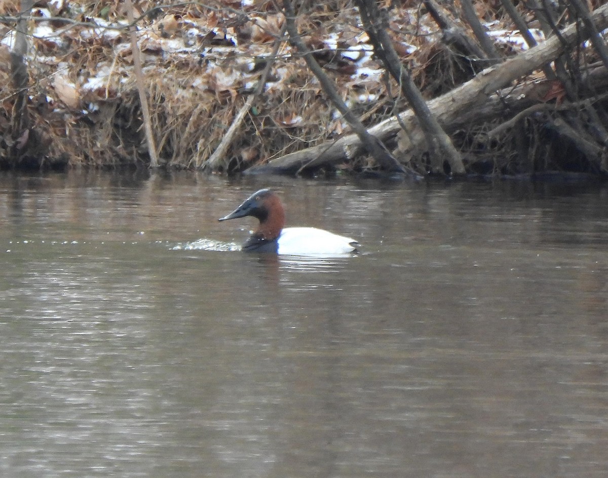 צולל ארוך-צוואר - ML649860380