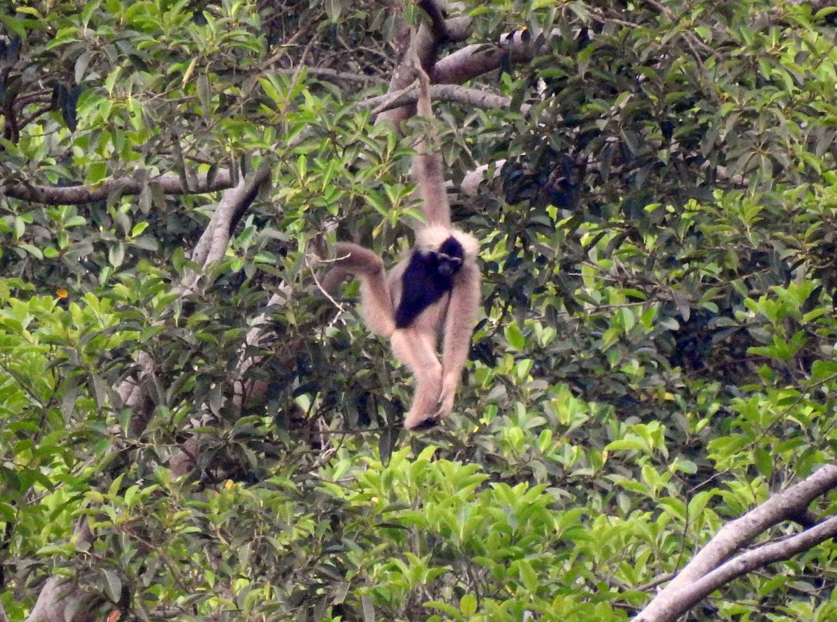 Pileated Gibbon - ML649861179