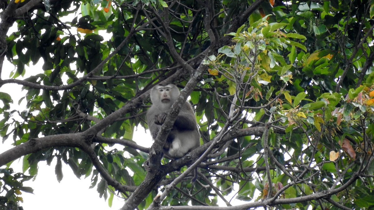 Northern Pig-tailed Macaque - ML649861192
