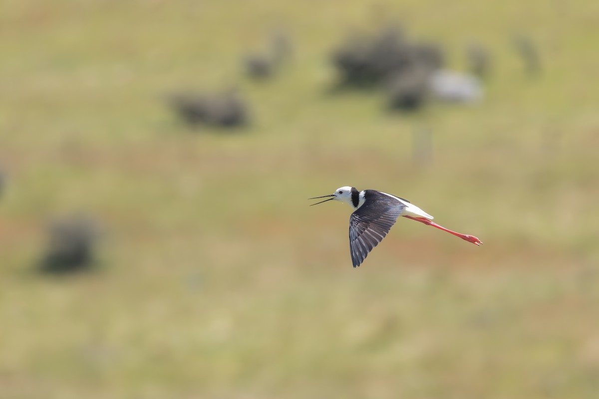 Pied Stilt - ML649861226