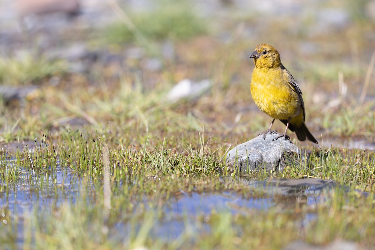 Greater Yellow-Finch - ML649861441