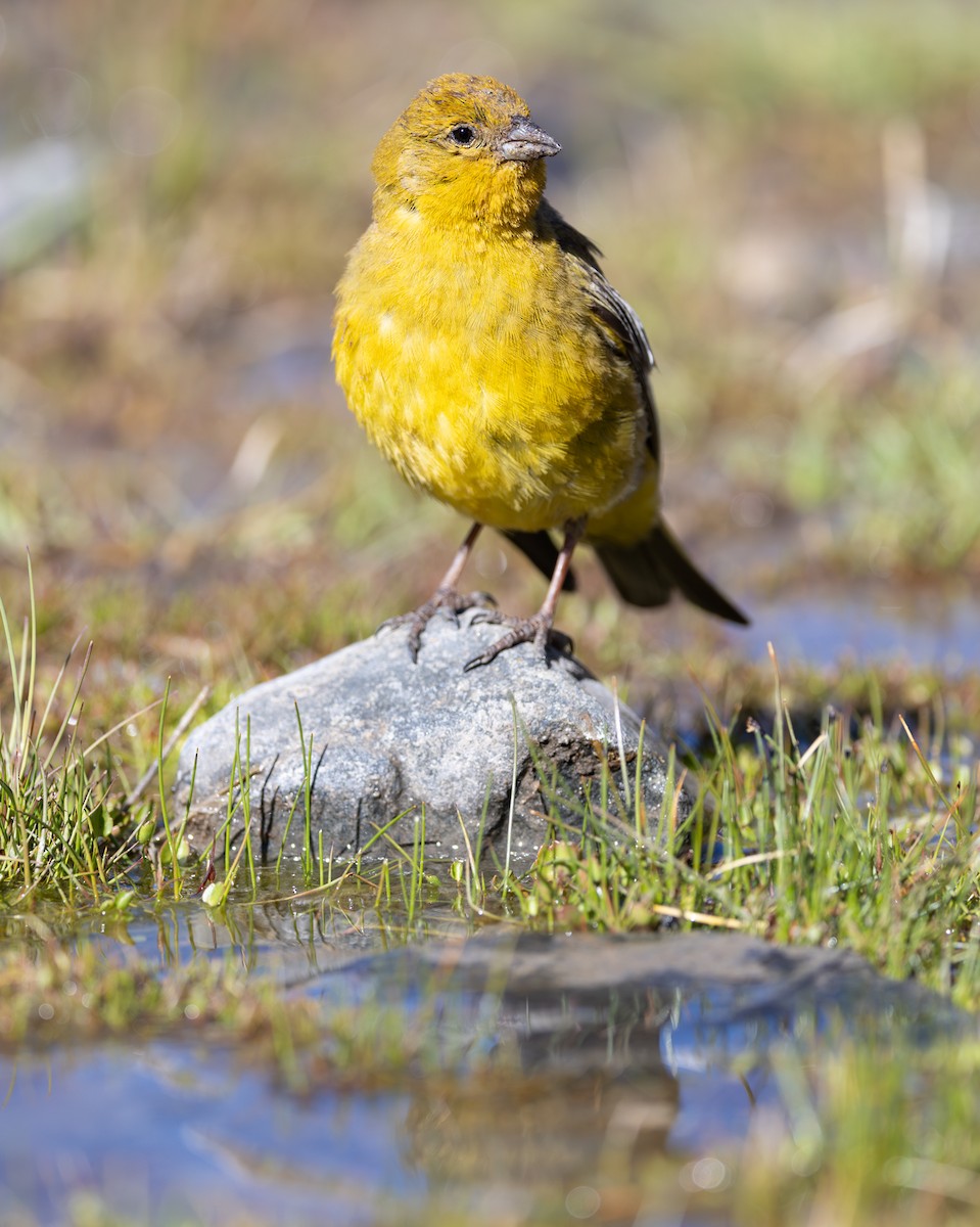 Greater Yellow-Finch - ML649861442