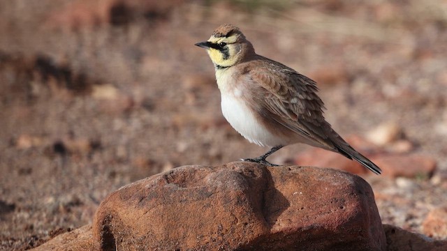 skřivan ouškatý - ML649861455