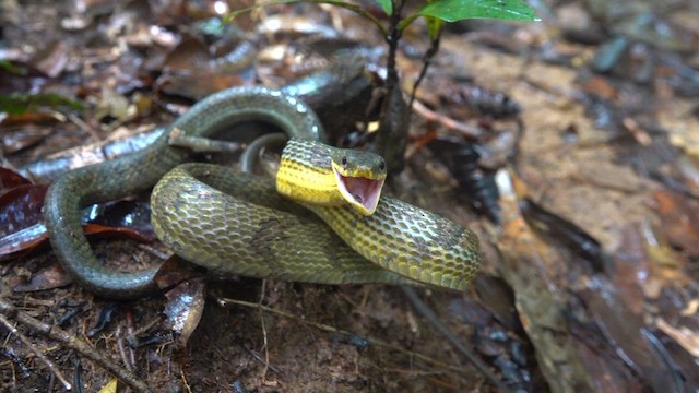 Cutlass - ML649861818