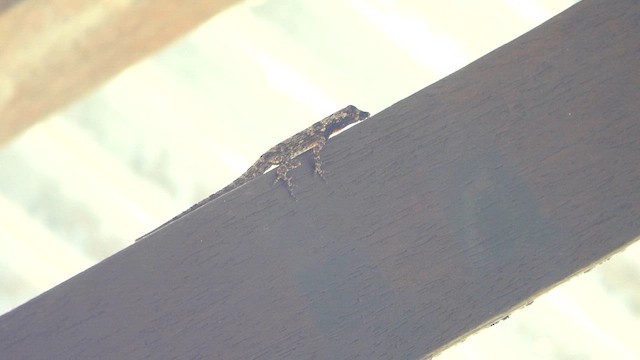 Amazon Bark Anole - ML649861828