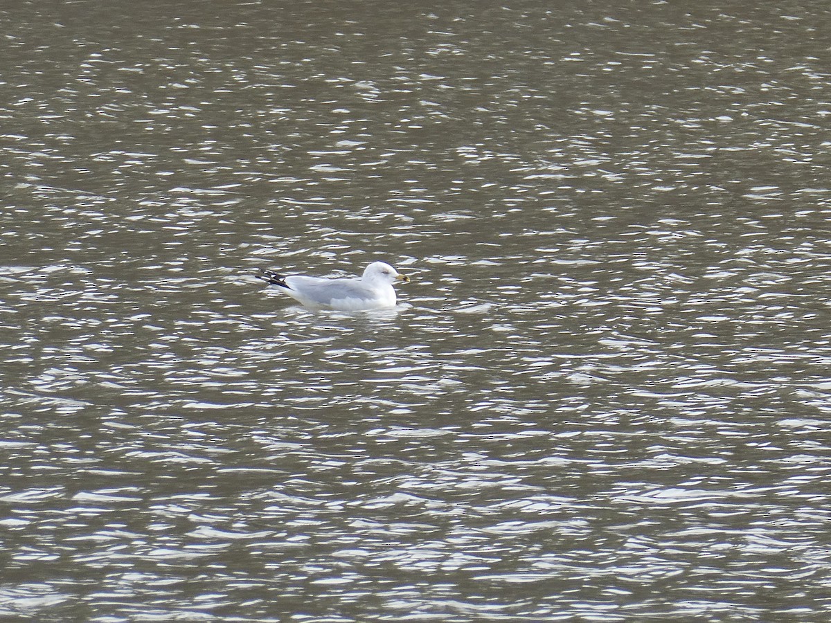 Мартин делаверський - ML649861895