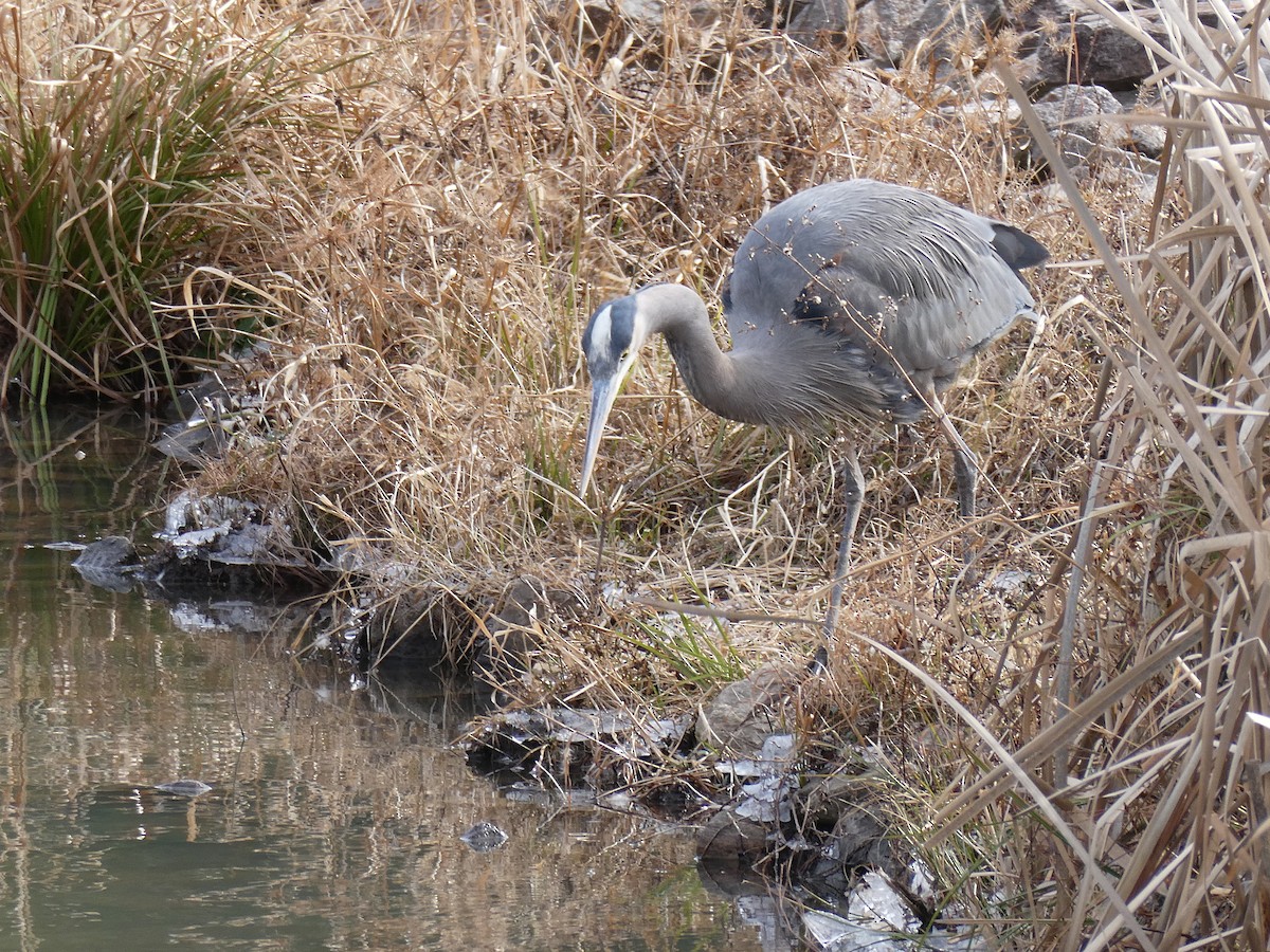 Чапля північна - ML649861899