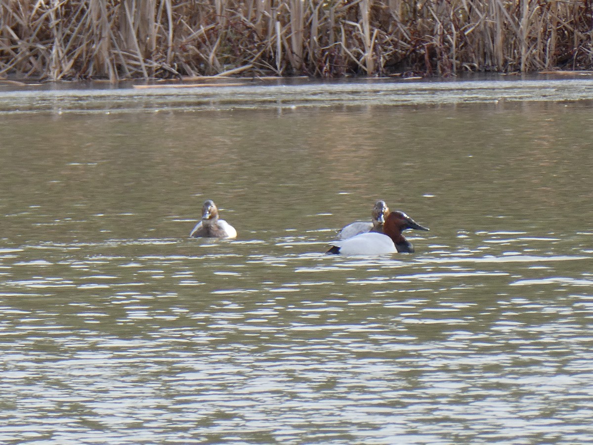 Попелюх довгодзьобий - ML649861908