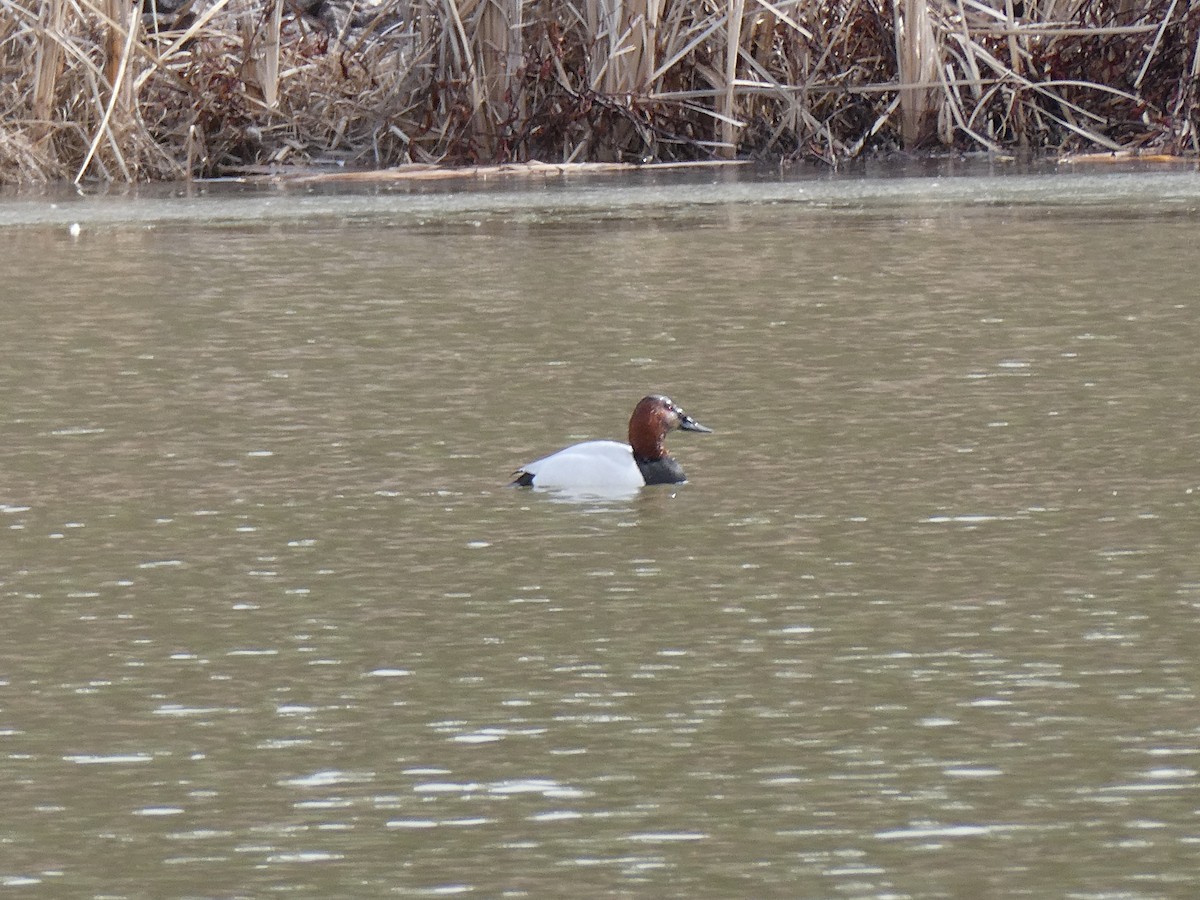 Попелюх довгодзьобий - ML649861911