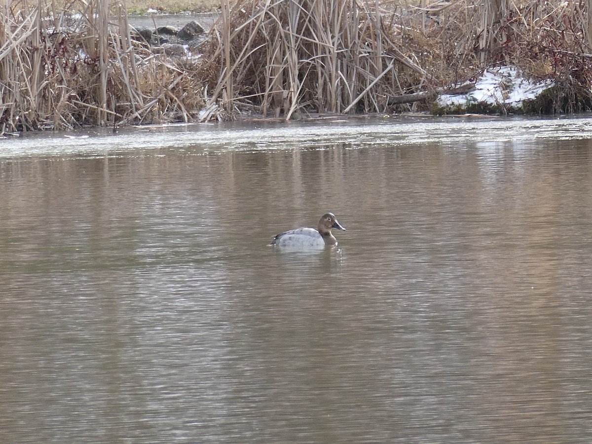 Попелюх довгодзьобий - ML649861913