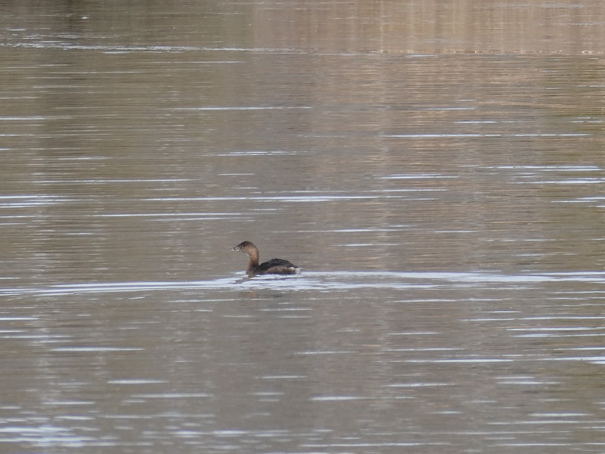 Пірникоза рябодзьоба - ML649861927