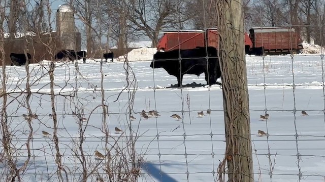 skřivan ouškatý - ML649862049