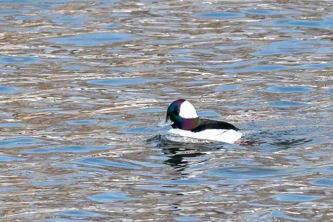 hohol bělavý - ML649862085