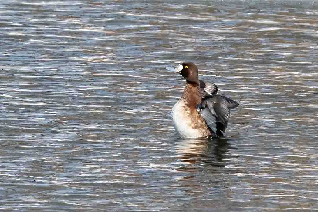 polák kaholka - ML649862099